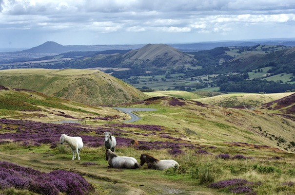 6 Wild Ponies on The Long Mynd