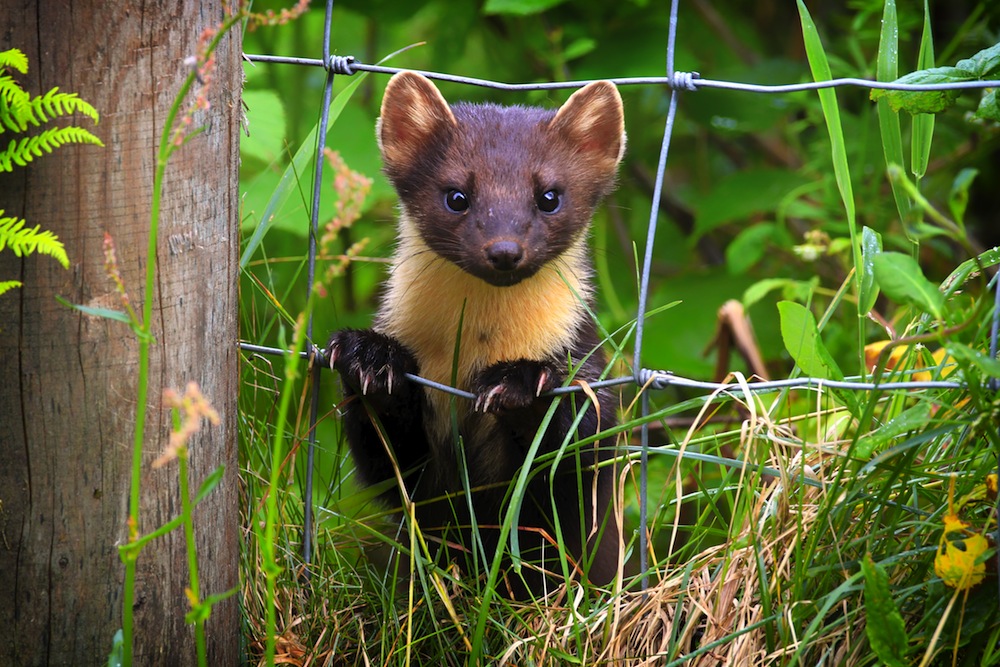 Nocturnal wildlife in Shropshire