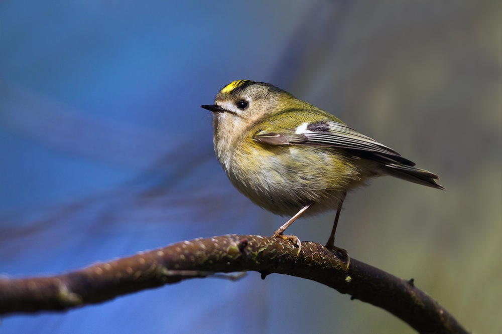 a king among birds