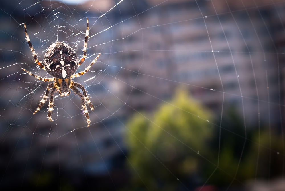 Autumn webs… 1