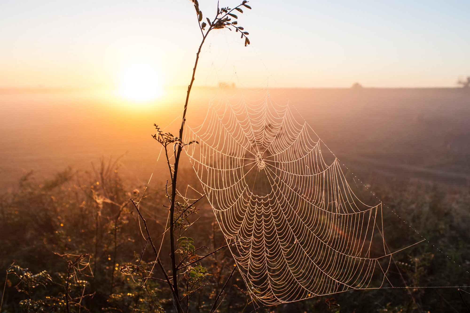 Autumn webs…