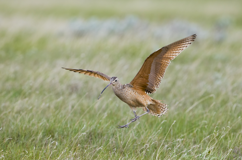 Birds of the Shropshire Hills 2