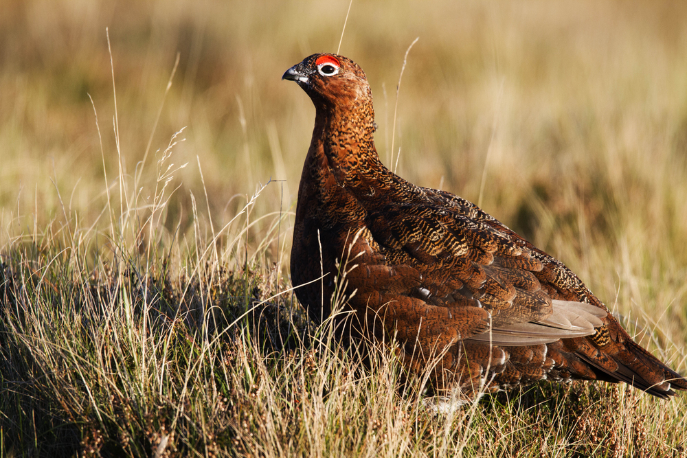 Birds of the Shropshire Hills