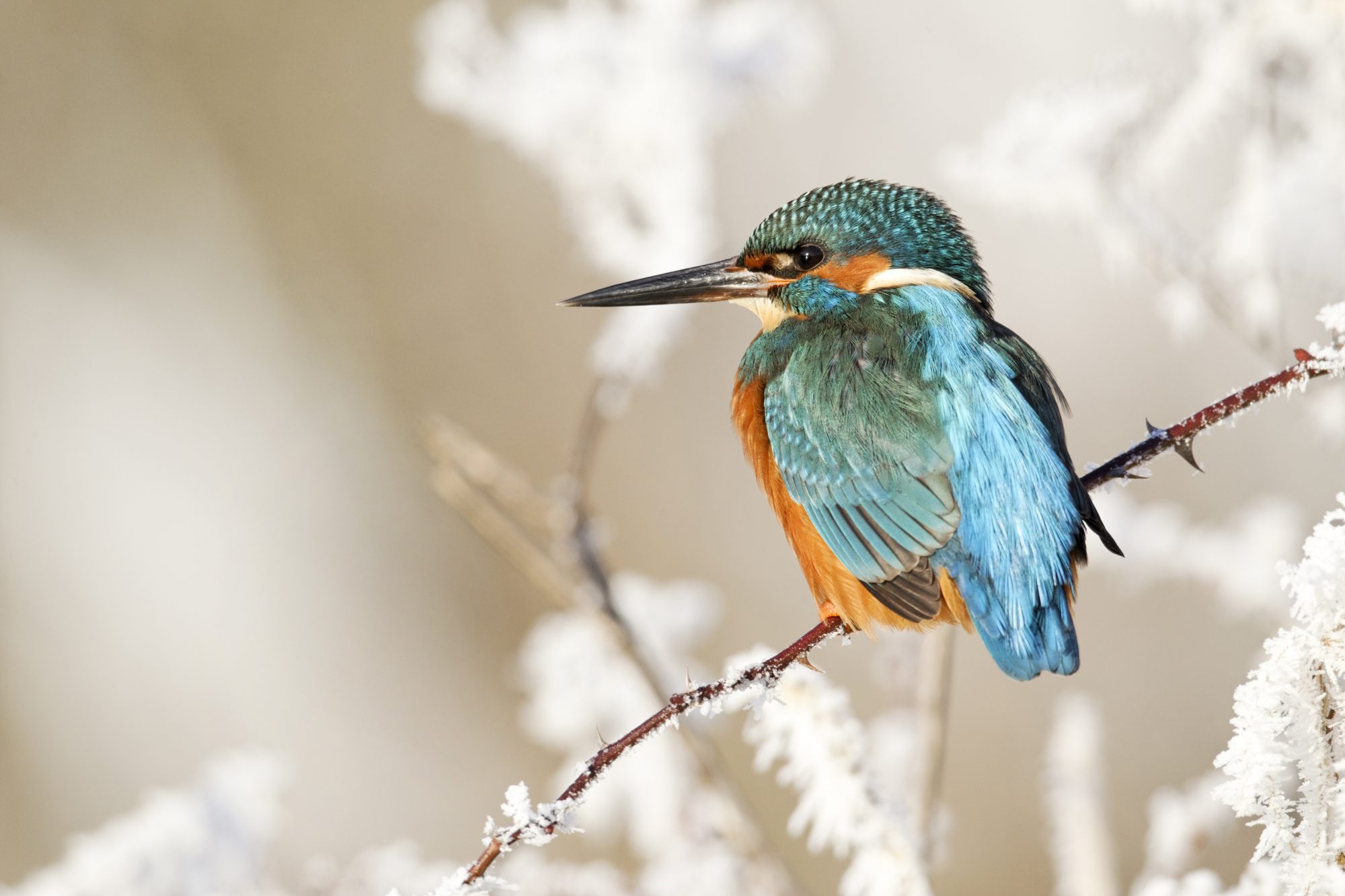 Birds of the wetland edge 1