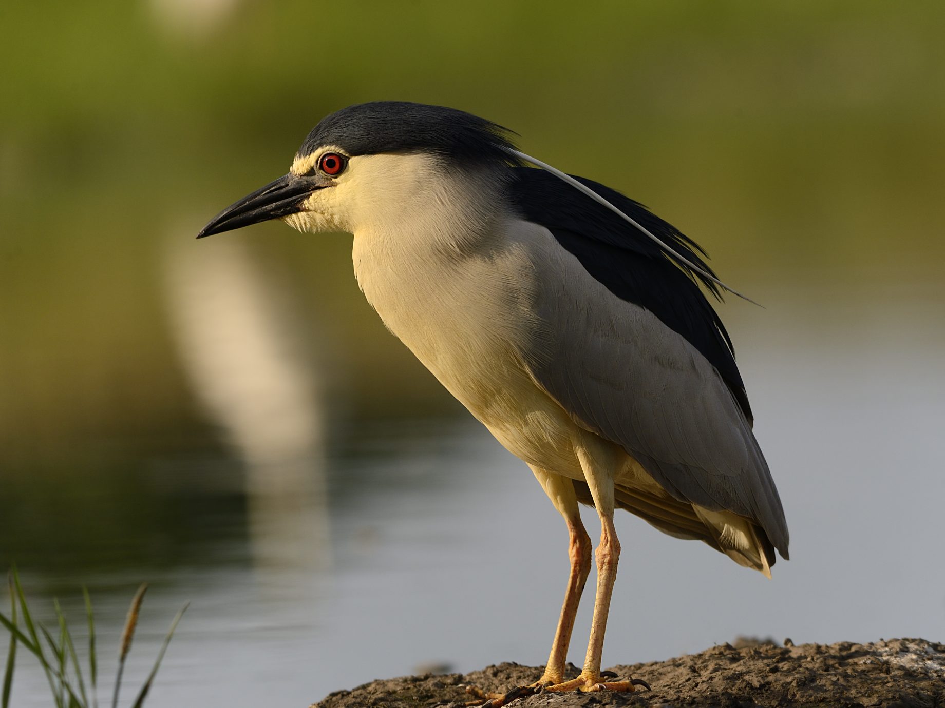 Birds of the wetland edge 3