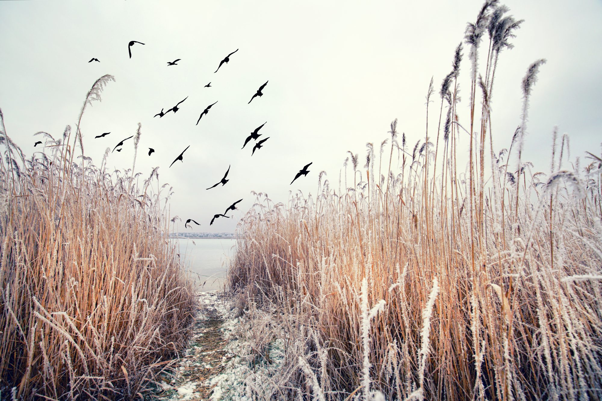 Birds of the wetland edge