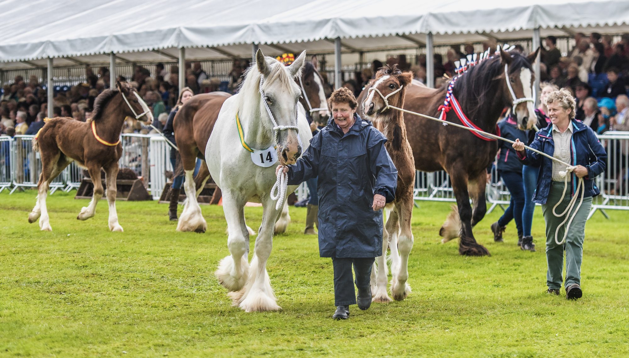 Burwarton Show shines 4