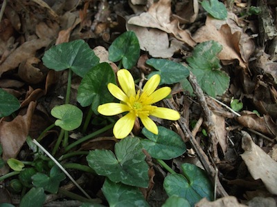 celandine wildlife photo april 13.JPG