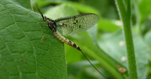 The magic of the mayfly