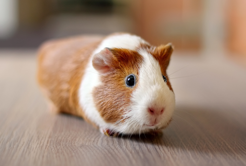 animal care - guinea pigs