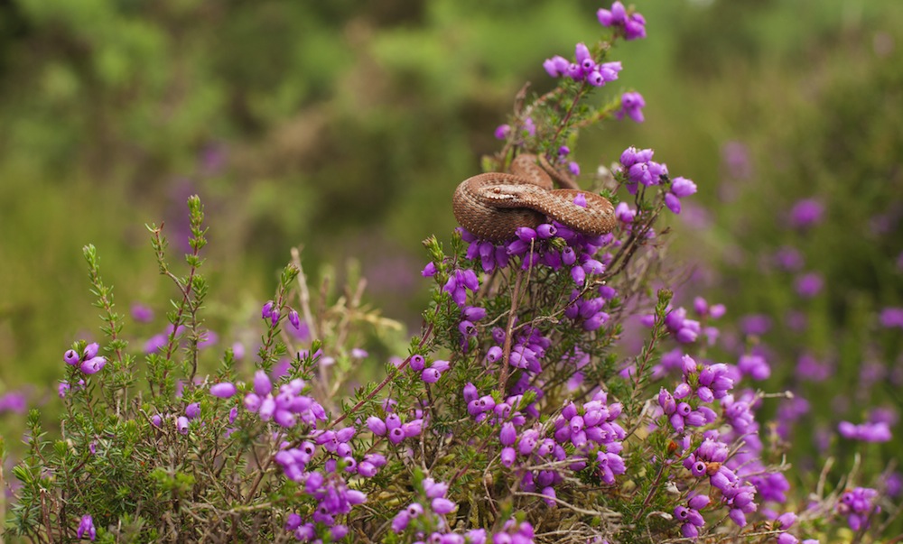 Wildlife Diary - Reptilia