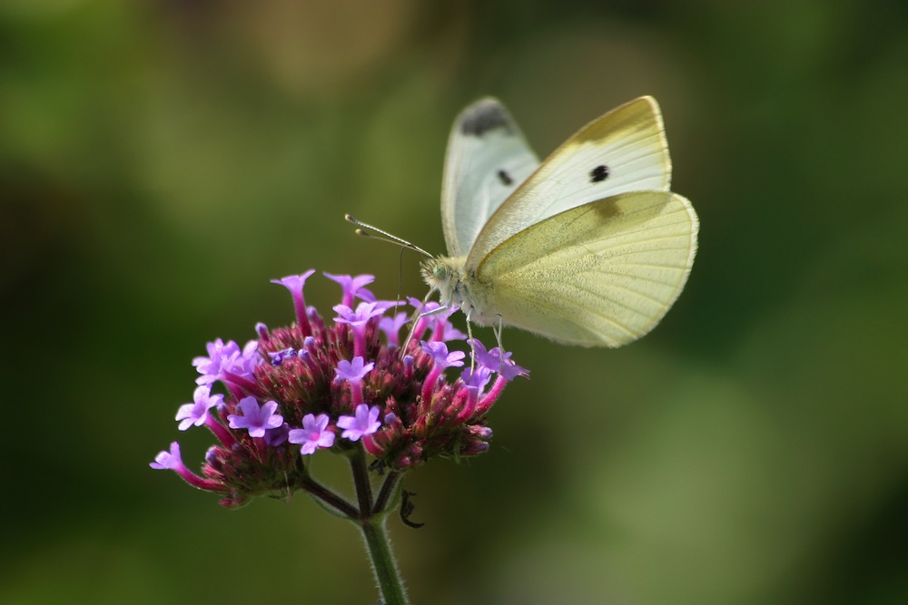 Good Gardening Tips for July & August