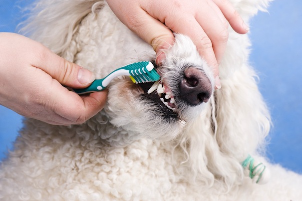 vets-feature-dental-care