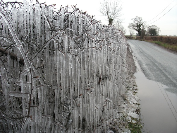 wildlife diary frozen hedge